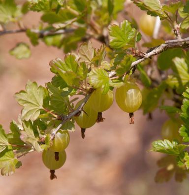 Hochstamm Stachelbeere rot 80-100cm - Ribes uva-crispa