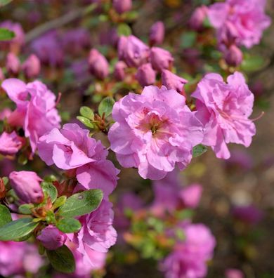 Japanische Azalee Thekla 30-40cm - Rhododendron obtusum - Zwerg Alpenrose