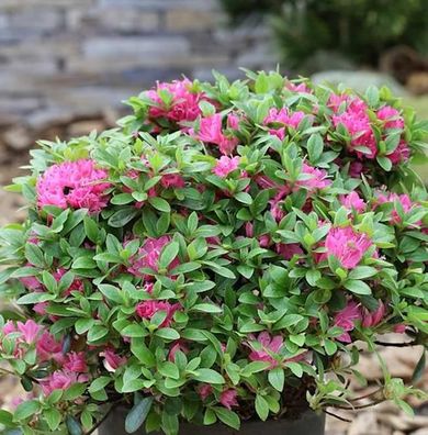 Japanische Azalee Diamant Rot 30-40cm - Rhododendron obtusum - Zwerg Alpenrose