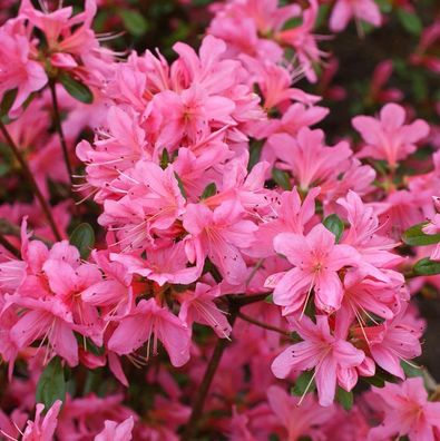 Japanische Azalee Pinky Jane 30-40cm - Rhododendron obtusum - Zwerg Alpenrose