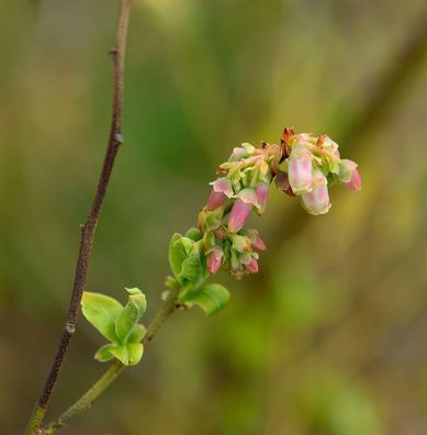Hochstamm Amerikanische Heidelbeere 80-100cm - Vaccinium corymbosum