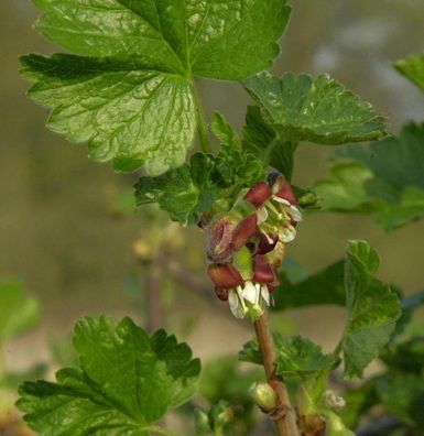 Hochstamm Jostabeere 100-125cm - Ribes nidigrolaria