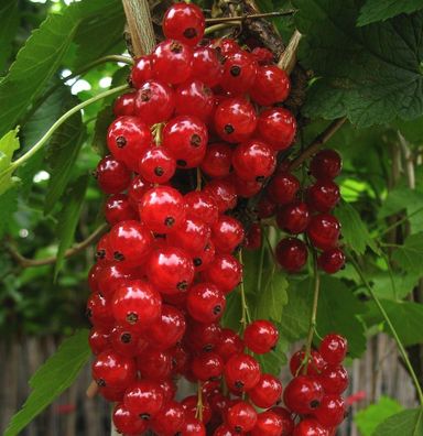 Hochstamm Rote Johannisbeere Jonkheer van Tets 100-125cm - Ribes rubrum
