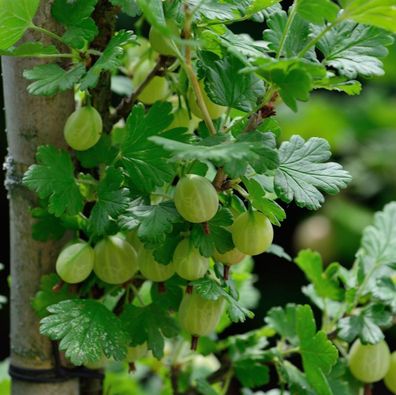 Hochstamm Stachelbeere Captivator 100-125cm - Ribes uva-crispa