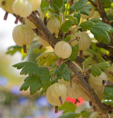 Hochstamm Stachelbeere Invicta 100-125cm - Ribes uva-crispa