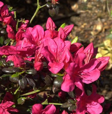 Japanische Azalee Maruschka® 30-40cm - Rhododendron obtusum - Zwerg Alpenrose