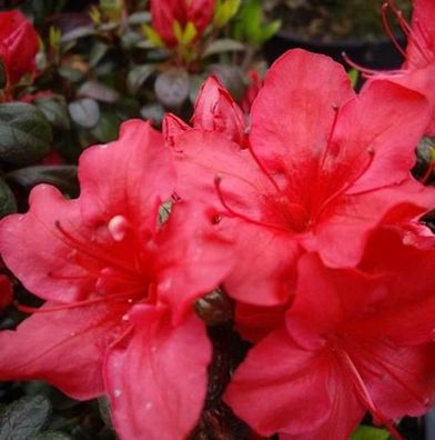 Japanische Azalee Johanna 30-40cm - Rhododendron obtusum - Zwerg Alpenrose