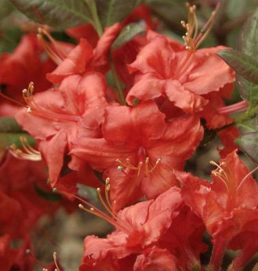 Sommergrüne Azalee Feuerköpfchen 40-50cm - Rhododendron mixtum