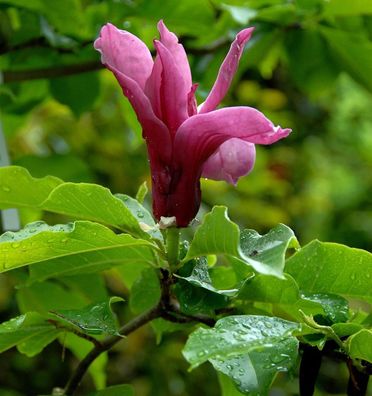 Magnolie Pink Pyramid 100-125cm - Magnolia