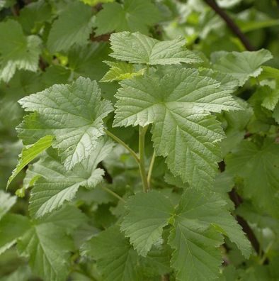 Hochstamm Schwarze Johannisbeere Tsema 100-125cm - Ribes nigrum