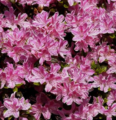Japanische Azalee Pink Poetry 30-40cm - Rhododendron obtusum - Zwerg Alpenrose