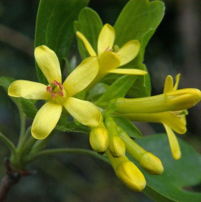 Gold Johannisbeere 80-100cm - Ribes aureum