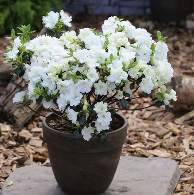 Japanische Azalee Inas Diamond® 30-40cm - Rhododendron obtusum - Zwerg Alpenrose