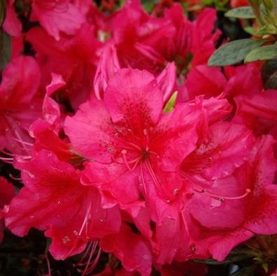 Japanische Azalee Azalee Stopplicht 40-50cm - Rhododendron obtusum - Zwerg Alpenrose