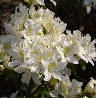 Japanische Azalee Palestrina 40-50cm - Rhododendron obtusum - Zwerg Alpenrose