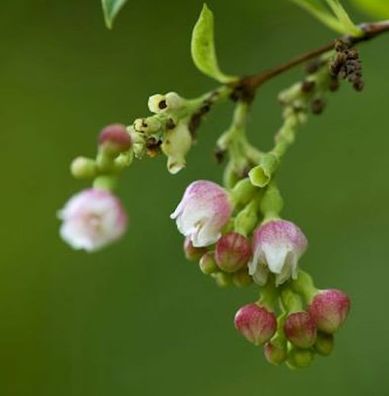 Knallerbsenstrauch 80-100cm - Symphoricarpos albus