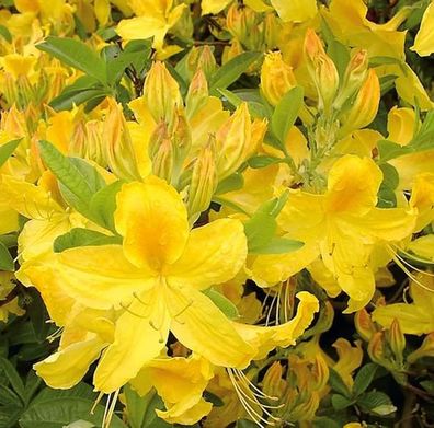 Hochstamm Azalee Goldtopas 60-80cm - Rhododendron luteum - Alpenrose