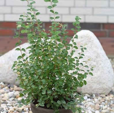 Amethystbeere Amethyst 100-125cm - Symphoricarpos doorenbosii