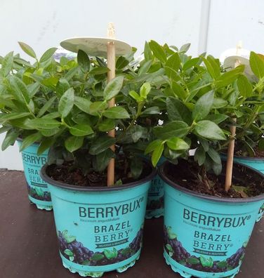 10x Heidelbeere Berry Bux - BrazelBerry 10-15cm - Vaccinium angustifolium