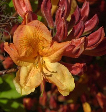 Azalee Sunte Nectarine 40-50cm - Rhododendron luteum - Alpenrose
