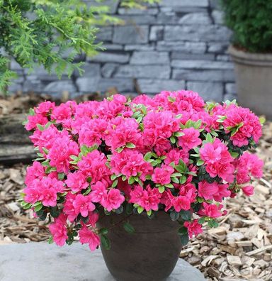 Japanische Azalee Canzonetta 40-50cm - Rhododendron obtusum - Zwerg Alpenrose
