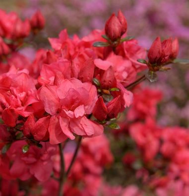 Japanische Azalee Maraschino 30-40cm - Rhododendron obtusum