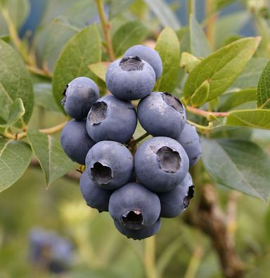 Heidelbeere Patriot 80-100cm - Vaccinium corymbosum