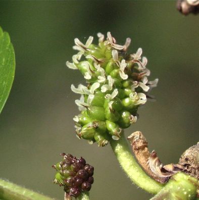 Hochstamm Maulbeerbaum Giant Fruit 100-125cm - Morus alba