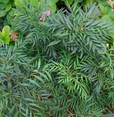 Mahonie Volcano 25-30cm - Mahonia aqiuifolium