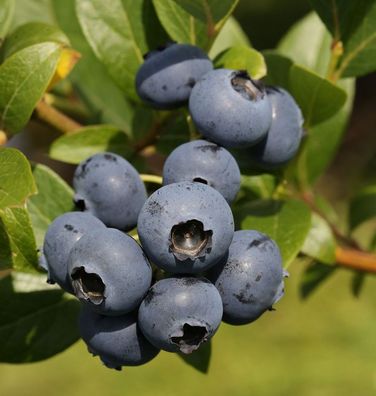 Heidelbeere Bluecrop 100-125cm - Vaccinium corymbosum