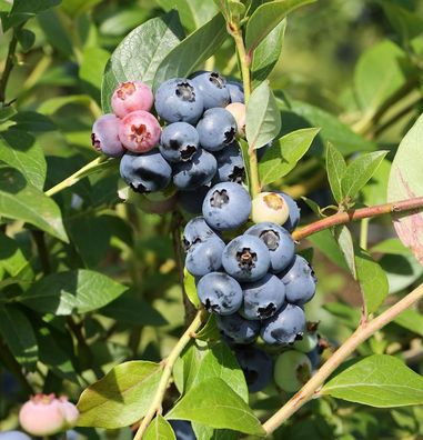 Heidelbeere Jersey 100-125cm - Vaccinium corymbosum