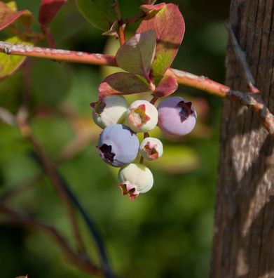 Heidelbeere Duke 100-125cm - Vaccinium corymbosum