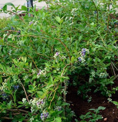 Heidelbeere Elizabeth 100-125cm - Vaccinium corymbosum