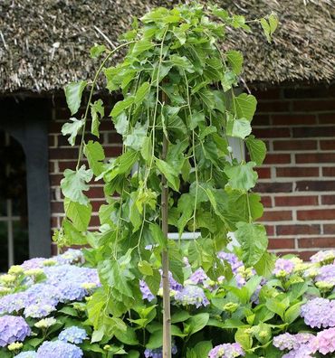 Hochstamm Trauer Maulbeere 100-125cm - Morus nigra