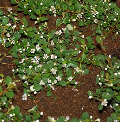 Kriechmispel Frieders Evergreen 20-30cm - Cotoneaster dammeri