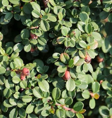 Kriechmispel Streibs Findling 25-30cm - Cotoneaster dammeri