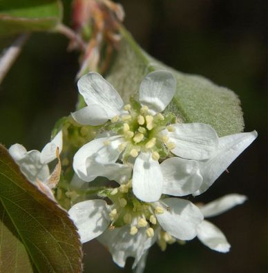 Säulen Felsenbirne 40-60cm - Amelanchier alnifolia