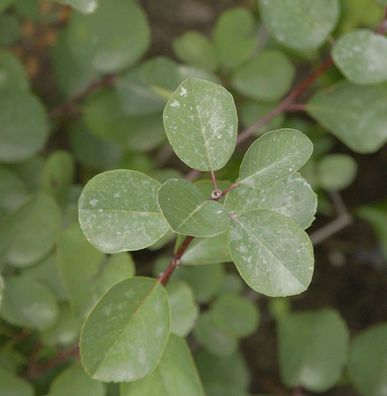 Felsenbirne Helvetica 60-80cm - Amelanchier rotundifolia
