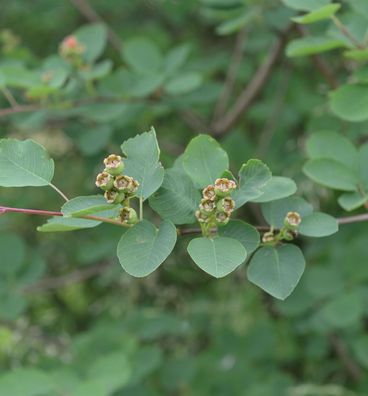 Felsenbirne Honeywood 60-80cm - Amelanchier alnifolia