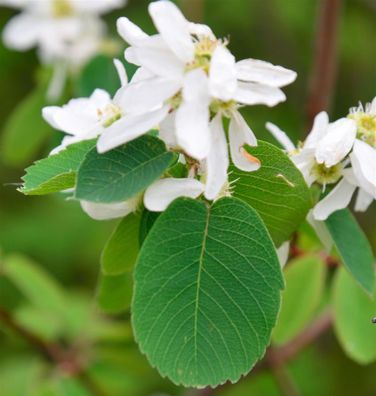 Erlenblättrige Felsenbirne Greatberry Aroma 40-60cm - Amelanchier alnifolia