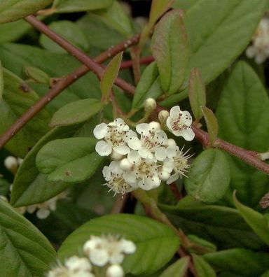 Kriechmispel Herbstfeuer 20-30cm - Cotoneaster salicifolius