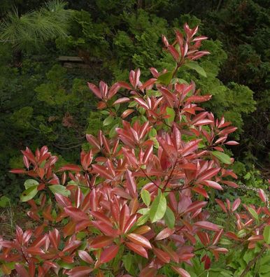 Glanzmispel Little Fenna 25-30cm - Photinia fraseri