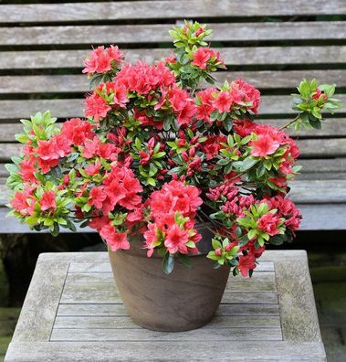Japanische Azalee Orange Beauty 50-60cm - Rhododendron obtusum - Zwerg Alpenrose