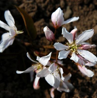 Baumfelsenbirne Robin Hill 60-80cm - Amelanchier arborea
