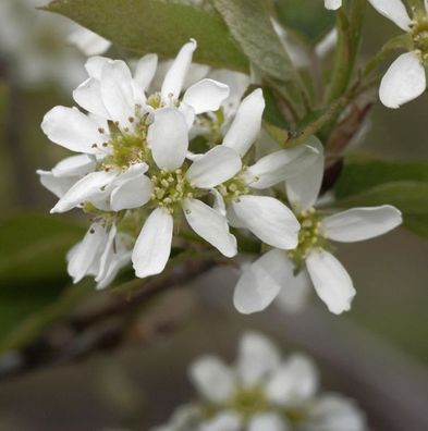 Echte Felsenbirne 80-100cm - Amelanchier rotundifolia