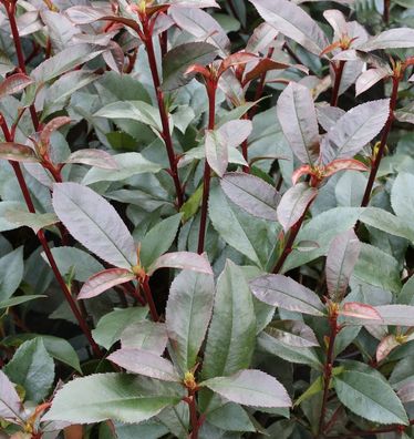 Glanzmispel Devils Dream® 40-60cm - Photinia fraseri