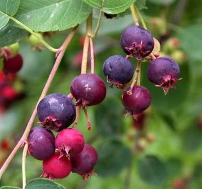 Felsenbirne Rainbow Pillar® 80-100cm - Amelanchier
