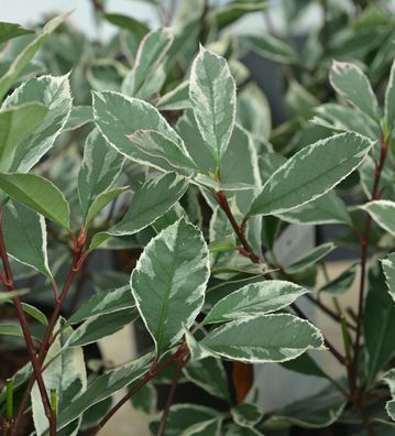 Glanzmispel Louise® 30-40cm - Photinia fraseri