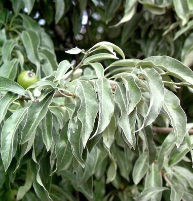 Wildbirne 125-150cm - Pyrus communis