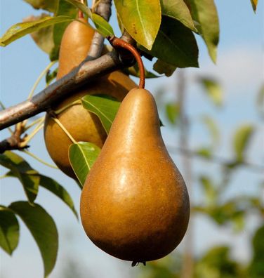 Birne Bosk Flaschenbirne 60-80cm - große feinwürzige Früchte